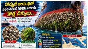 హార్ముజ్‌‌ జలసంధిలో నెలల తరబడి నిలిచిన నౌకలకు కొత్త చిక్కులు.. అడుగు భాగాన పెద్ద ఎత్తున పేరుకుపోయిన బార్నకిల్స్‌, ఆల్గే సముద్ర జీవులు..