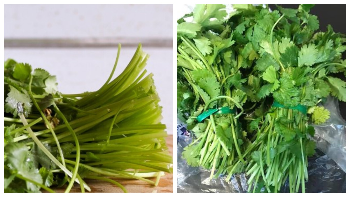 Coriander Stems: కొత్తిమీర కాడలను పారేస్తున్నారా.. ఈ వంట పద్ధతులతో వాటిని అమృతంలా మార్చుకోండి..