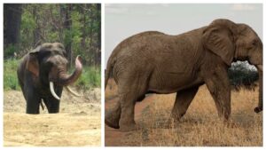 Nepal Elephant Attack: విధి ఆడిన వింత నాటకం.. 14 ఏళ్ల తర్వాత తిరిగి వచ్చిన ఏనుగు బీభత్సం.. నేపాల్‌లో ఒకే కుటుంబానికి చెందిన నలుగురు మృతి..