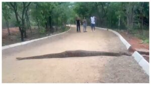 Python Spotted at KBR Park: కేబీఆర్ పార్క్‌లో 20 అడుగుల కొండచిలువ.. వాకింగ్‌కు వచ్చిన వారికి బిగ్ షాక్.. వీడియో ఇదిగో..