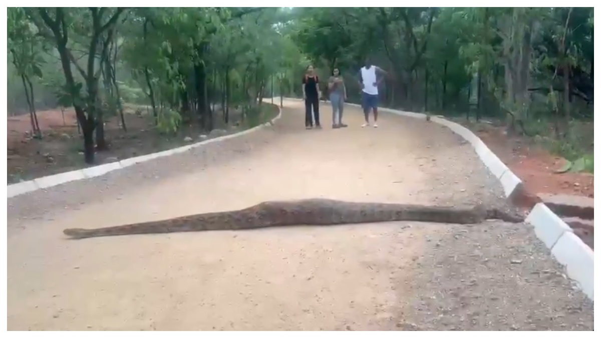 Python Spotted at KBR Park: కేబీఆర్ పార్క్‌లో 20 అడుగుల కొండచిలువ.. వాకింగ్‌కు వచ్చిన వారికి బిగ్ షాక్.. వీడియో ఇదిగో..