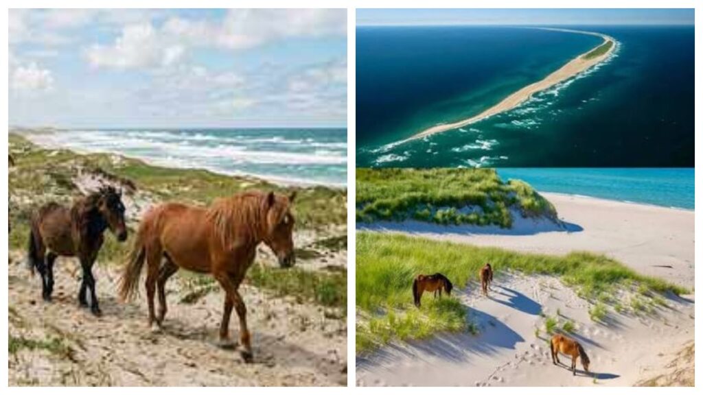 Sable Island: సేబుల్ ఐలాండ్.. ఈ దీవిలో మనుషులు కాదు, గుర్రాలే రాజులు.. 350కి పైగా ఓడలను ముంచేసిన అట్లాంటిక్ స్మశానం మిస్టరీ ఇదే..