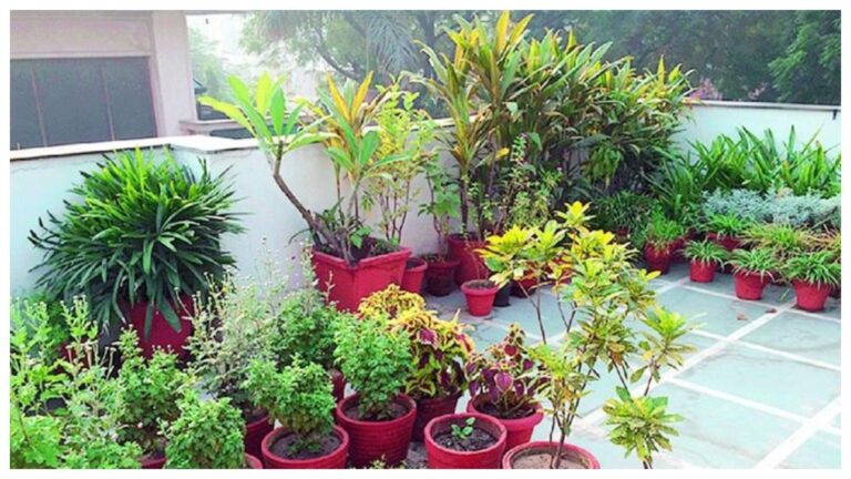మిద్దె తోటలు, పెరటి తోటల పెంపకాన్ని ప్రోత్సహించాలి