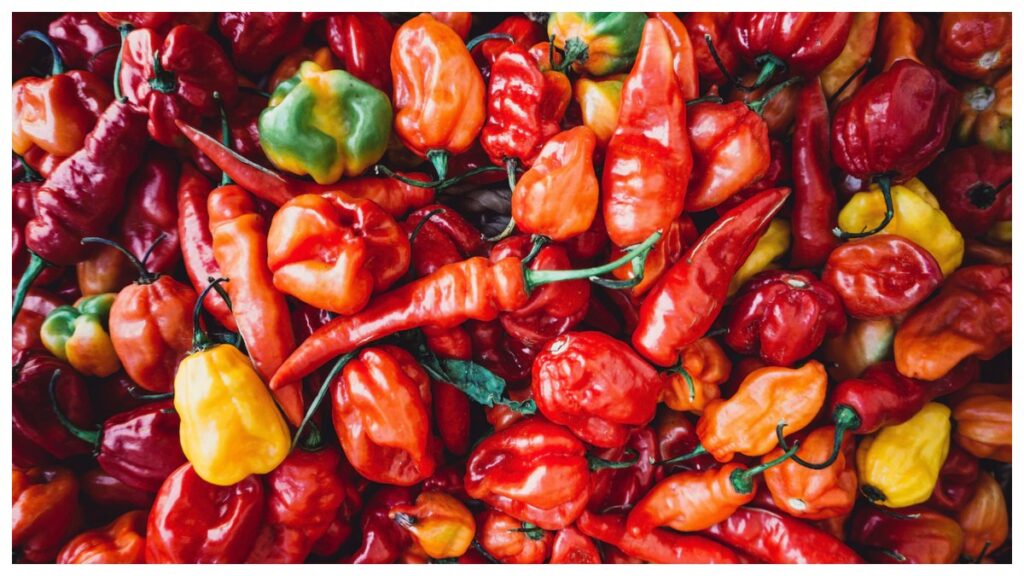 India’s Ghost Chilli: ఇది భారత మిరపకాయ కాదు.. ఫైర్ బాంబ్.. గిన్నిస్ రికార్డ్ సాధించిన భుట్ జోలోకియా..