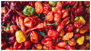 India’s Ghost Chilli: ఇది భారత మిరపకాయ కాదు.. ఫైర్ బాంబ్.. గిన్నిస్ రికార్డ్ సాధించిన భుట్ జోలోకియా..