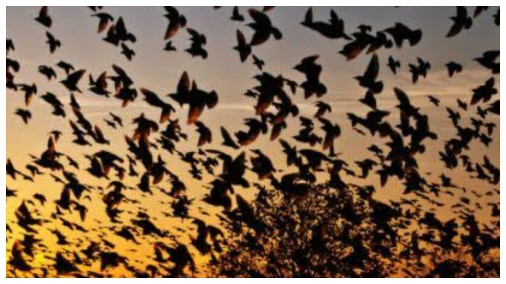 Jatinga Bird Suicide Mystery: జతింగా గ్రామ రహస్యం.. వేలాది పక్షులు ఒకే ప్రాంతానికి వచ్చి చనిపోవడానికి కారణమేంటి..