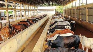 పాడి పరిశ్రమకు కొరవడిన ప్రోత్సాహం