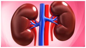 Kidney Health Alert: మీ కిడ్నీలను కాపాడుకోవాలంటే ఈ 6 అలవాట్లకు దూరంగా ఉండండి.. లక్షణాలు వెంటనే బయటపడని ఇవే..