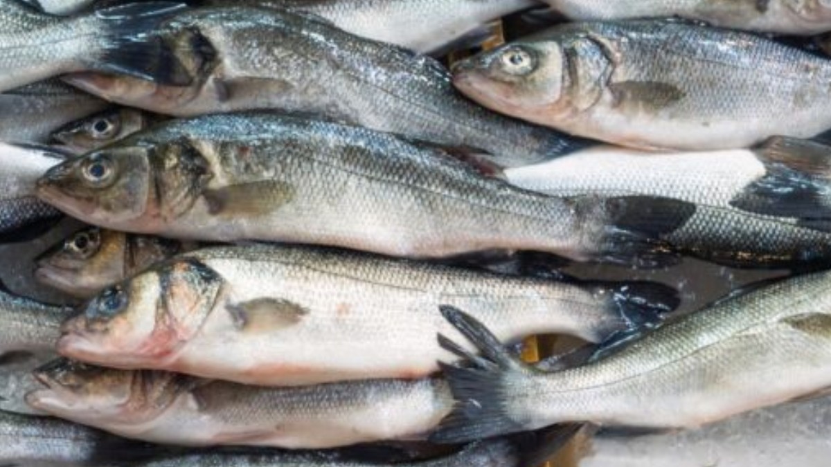 Fish Food Safety Alert: చికెన్ వేస్ట్ తిన్న చేపలు తింటున్నారా.. హైదరాబాద్ వైద్యులు కీలక హెచ్చరిక ఓ సారి చదవండి..
