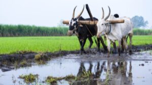 Farmer Registry Registration: తెలంగాణలో ఫార్మర్ రిజిస్ట్రీలో ఎలా నమోదు చేసుకోవాలి.. Farmer ID ఎలా తెలుసుకోవాలి.. రైతులకు స్టెప్ బై స్టెప్ గైడ్