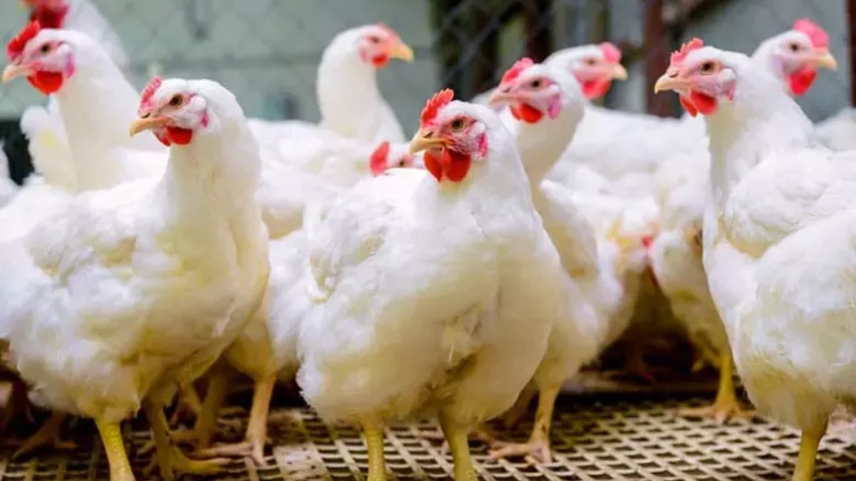 Chicken Prices May Surge: భారీగా పెరగనున్న చికెన్, కోడిగుడ్ల ధరలు.. కిలో చికెన్ రూ.500 దాటే అవకాశం!