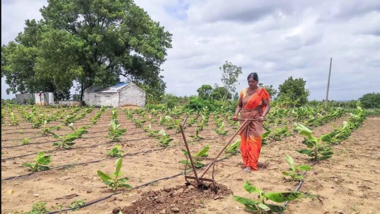 మానవాళికి అన్నం పెడుతున్న గ్రామీణ మహిళా రైతులు