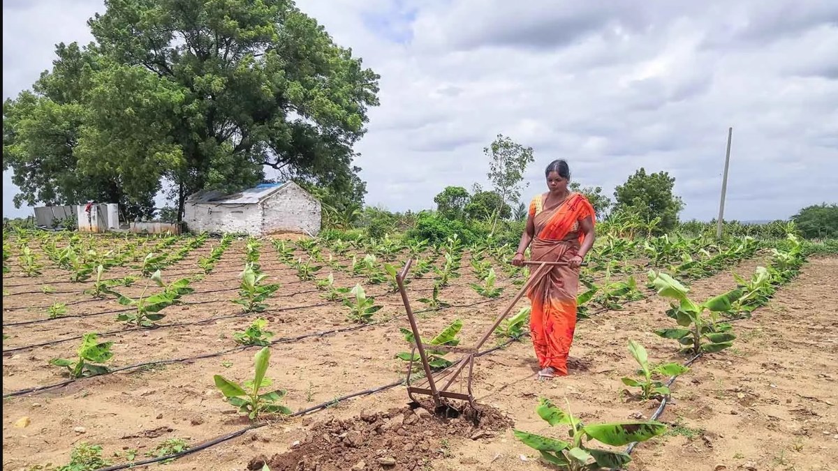 మానవాళికి అన్నం పెడుతున్న గ్రామీణ మహిళా రైతులు