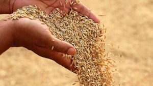 Telanagana Paddy Cultivation: పైరుపైనే… పంట బేరం..! వరిసాగు తగ్గడంతో… సరికొత్త వ్యాపారానికి తెర
